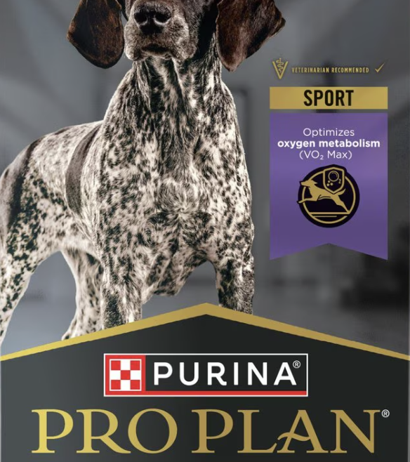 Best Dog Food for Dauntless Dachshunds